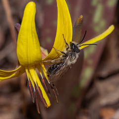 Andrena erythronii