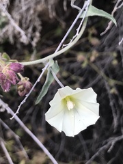 Calystegia macrostegia arida