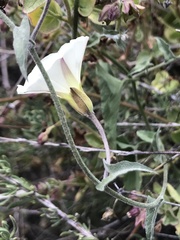 Calystegia macrostegia arida