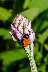 Cryptocephalus loreyi