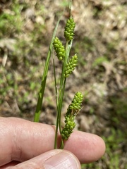 Carex caroliniana