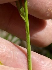 Carex caroliniana