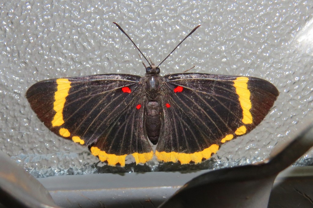 Melanis xenia