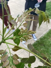Carya illinoinensis