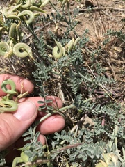 Astragalus speirocarpus
