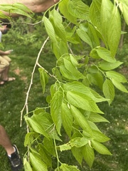 Celtis laevigata