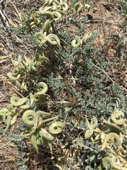 Astragalus speirocarpus