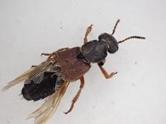 Staphylinus dimidiaticornis
