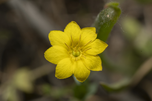 Blackstonia acuminata (Blackstonia acuminata)
