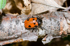 Cryptocephalus loreyi