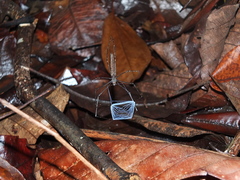 Deinopis guianensis