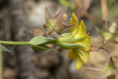 Blackstonia acuminata