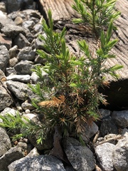 Juniperus virginiana