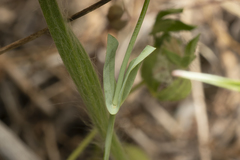 Blackstonia acuminata