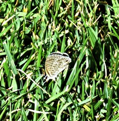 Leptotes marina