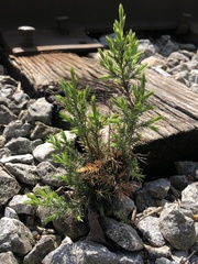 Juniperus virginiana