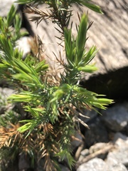 Juniperus virginiana