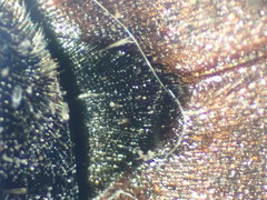 Staphylinus dimidiaticornis