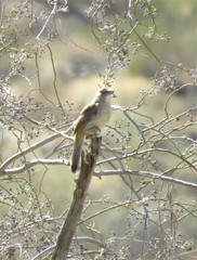 Toxostoma curvirostre