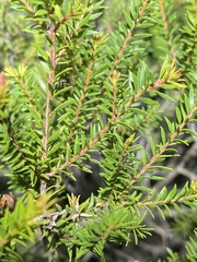 Melaleuca sieberi