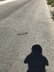 Heloderma suspectum suspectum