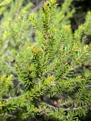 Melaleuca sieberi