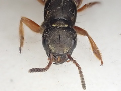 Staphylinus dimidiaticornis