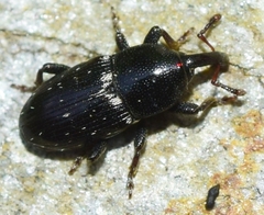 Maurobaris spoliata