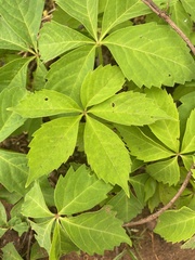 Parthenocissus quinquefolia