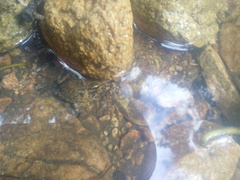 Lithobates maculatus