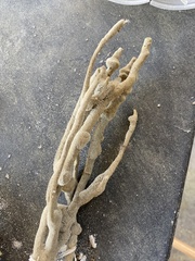 Iotrochotidae