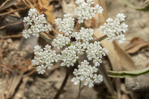 Image of Daucus broteri by (c) Eleftherios Katsillis, some rights reserved (CC BY)
