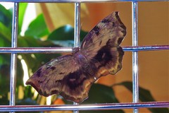 Achlyodes busirus