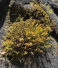 Bryophyta
