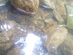Lithobates maculatus