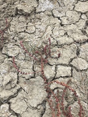 Atriplex dioica