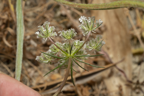 Image of Daucus broteri by (c) Eleftherios Katsillis, some rights reserved (CC BY)