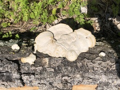 Fungi