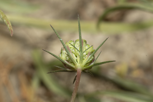 Image of Daucus broteri by (c) Eleftherios Katsillis, some rights reserved (CC BY)