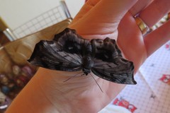 Achlyodes busirus