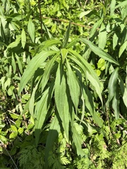 Solidago
