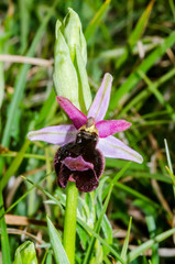Ophrys bertolonii benacensis