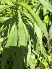 Solidago