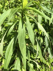 Solidago