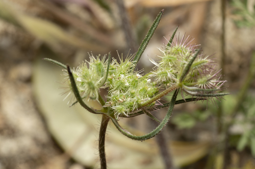Image of Daucus broteri by (c) Eleftherios Katsillis, some rights reserved (CC BY)