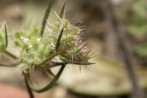 Image of Daucus broteri by (c) Eleftherios Katsillis, some rights reserved (CC BY)