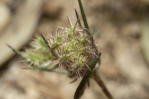 Image of Daucus broteri by (c) Eleftherios Katsillis, some rights reserved (CC BY)
