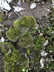 Bryophyta