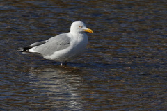 Larus argentatus