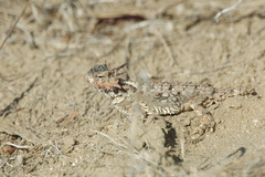 Phrynosoma coronatum